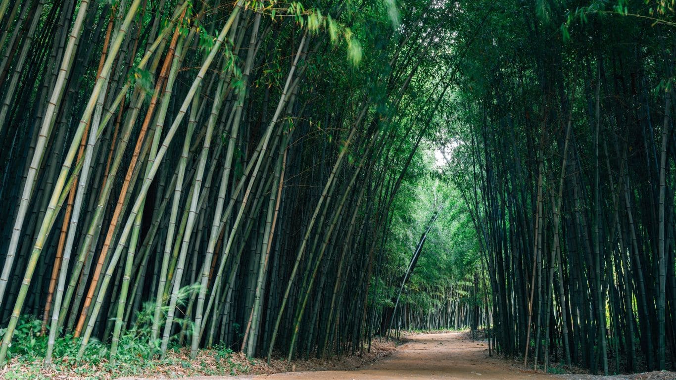 Camino en el bosque de bambú de Juknokwon