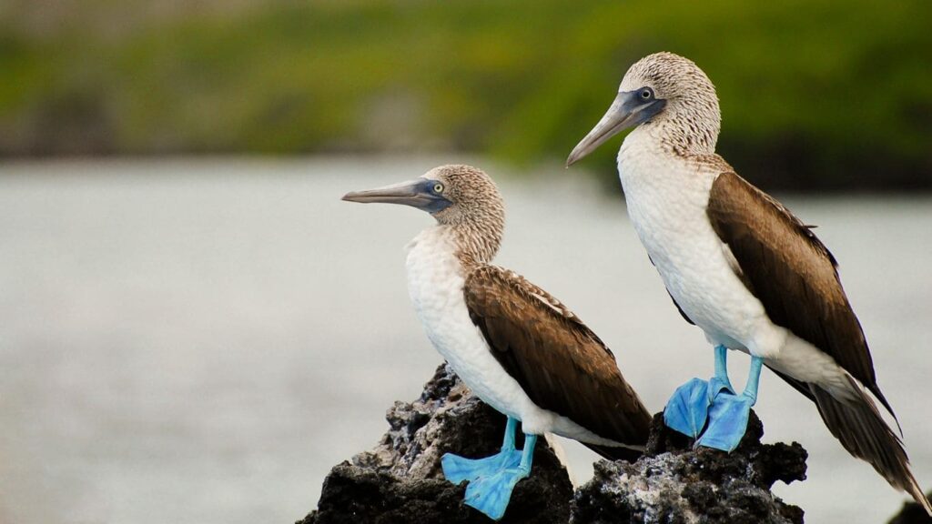 Dos piqueros de Islas Galápagos