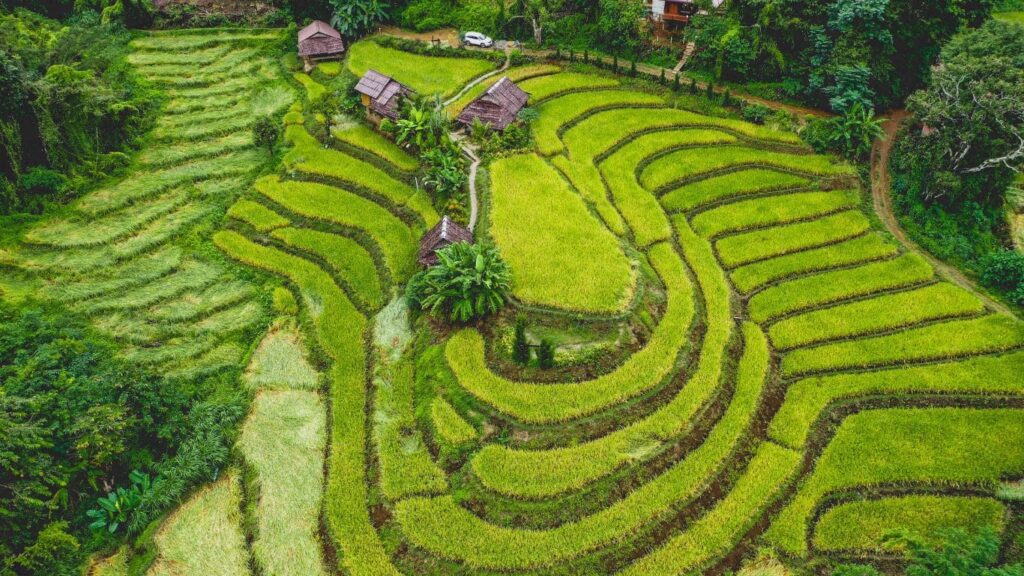 Vista de pájaro de las plantaciones de té de Chiang Mai