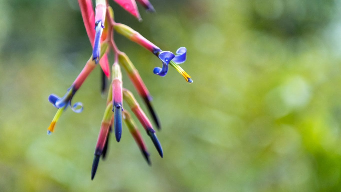 Orquideario de Soroa