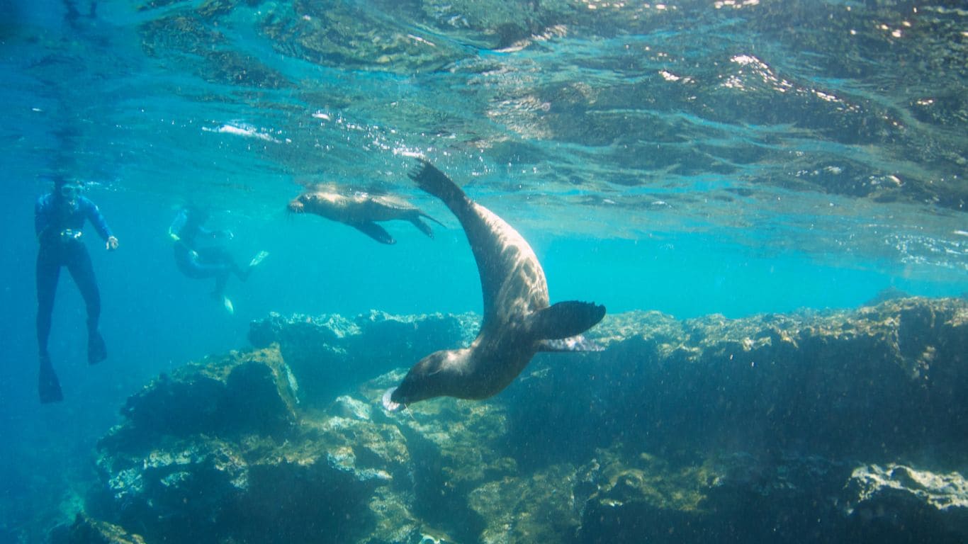 Snorquel con leones marinos en Galápagos