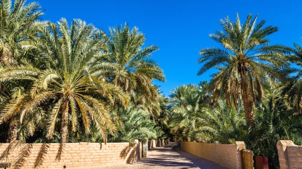 Oasis de Al Ain