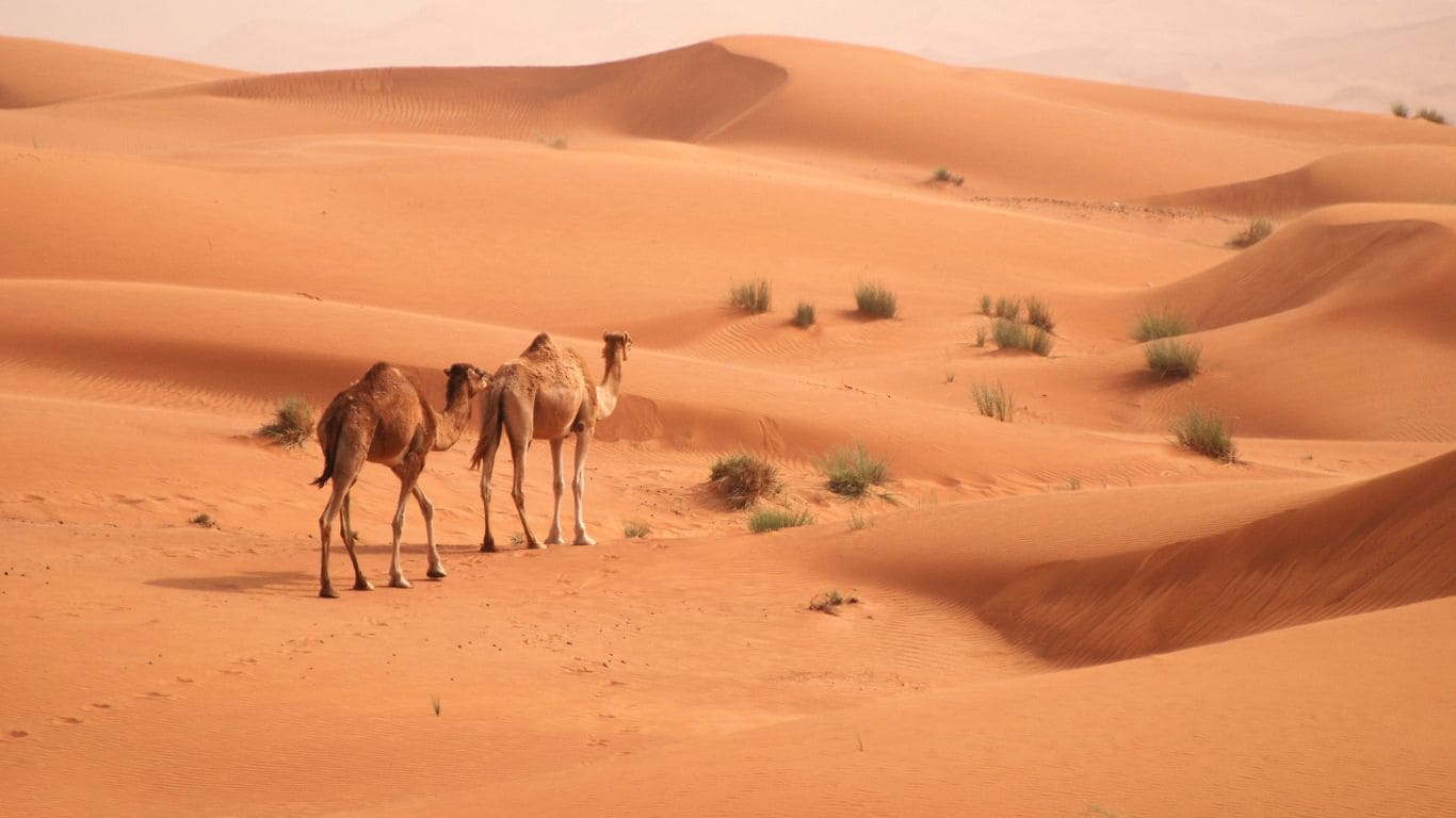 Camellos desierto Dubái