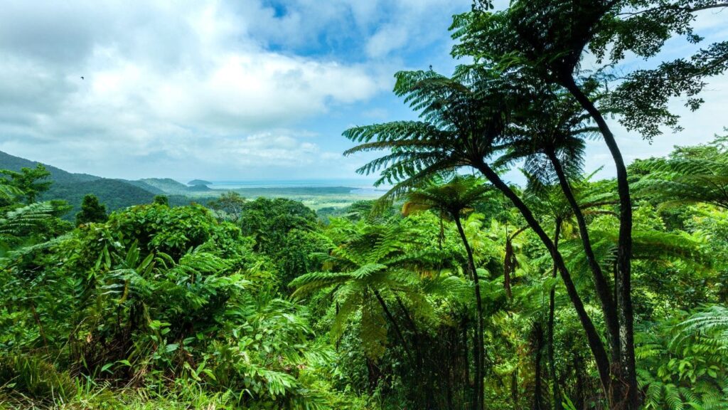 selva tropical de Daintree