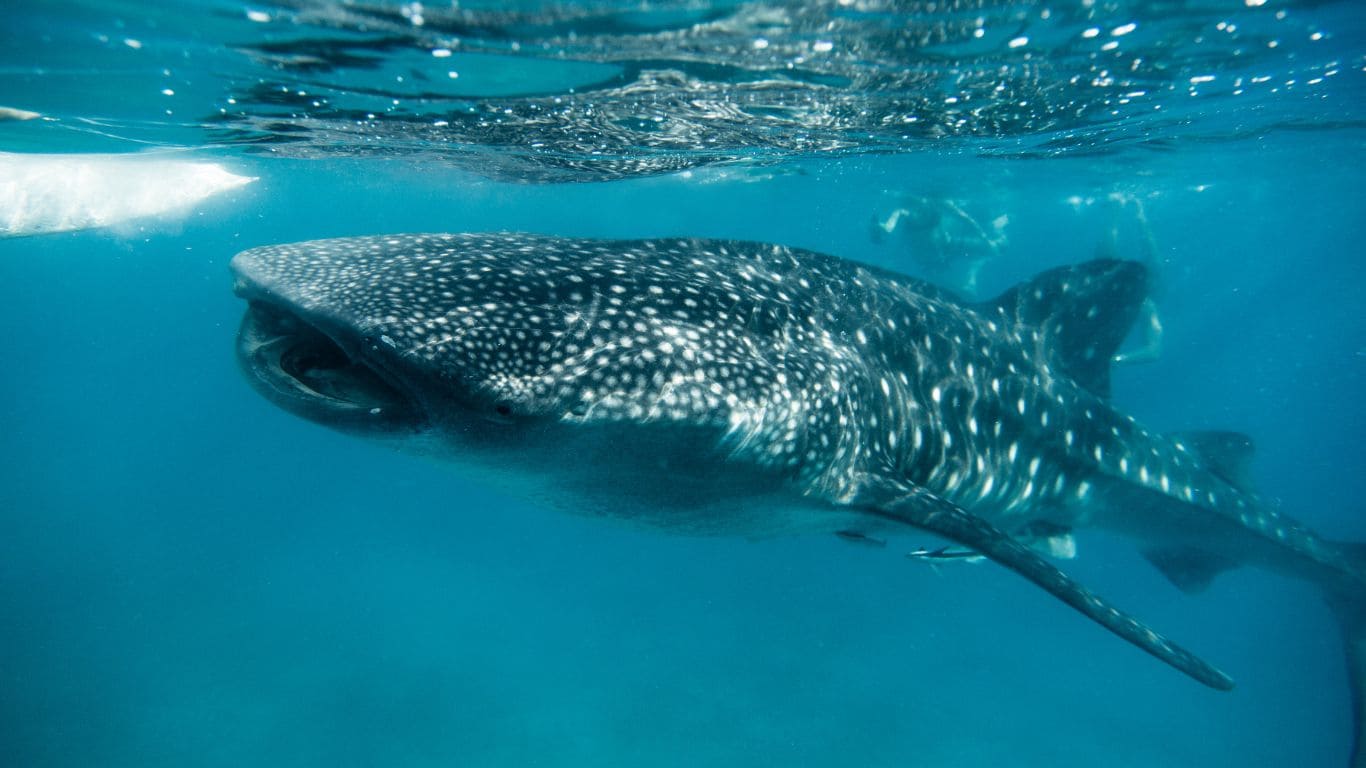 Avistamiento de tiburones