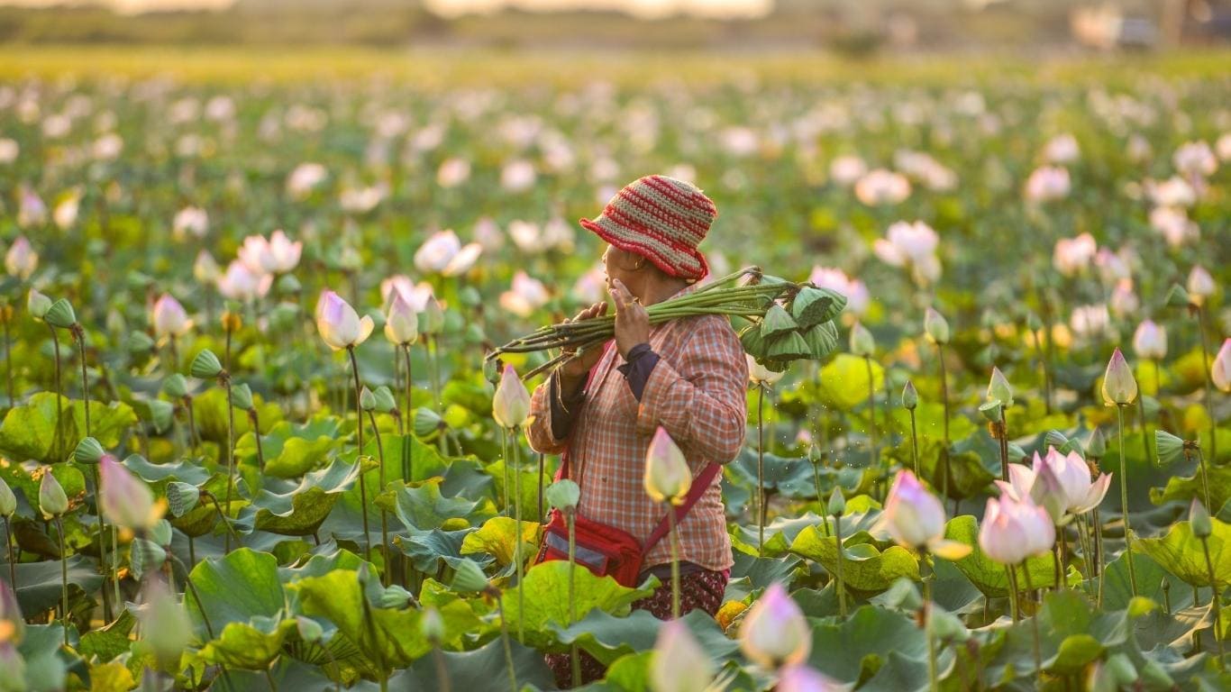 Cultivo flores Camboya
