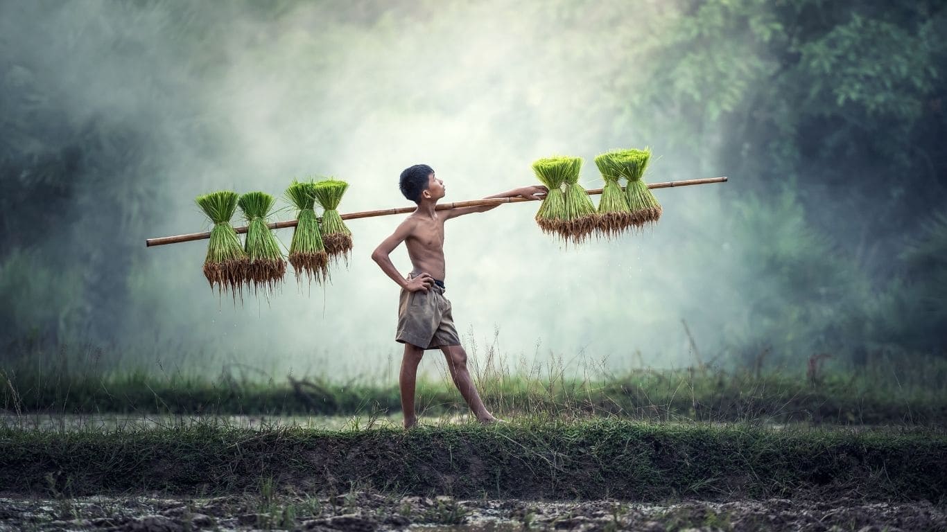 Niño cultivando Camboya