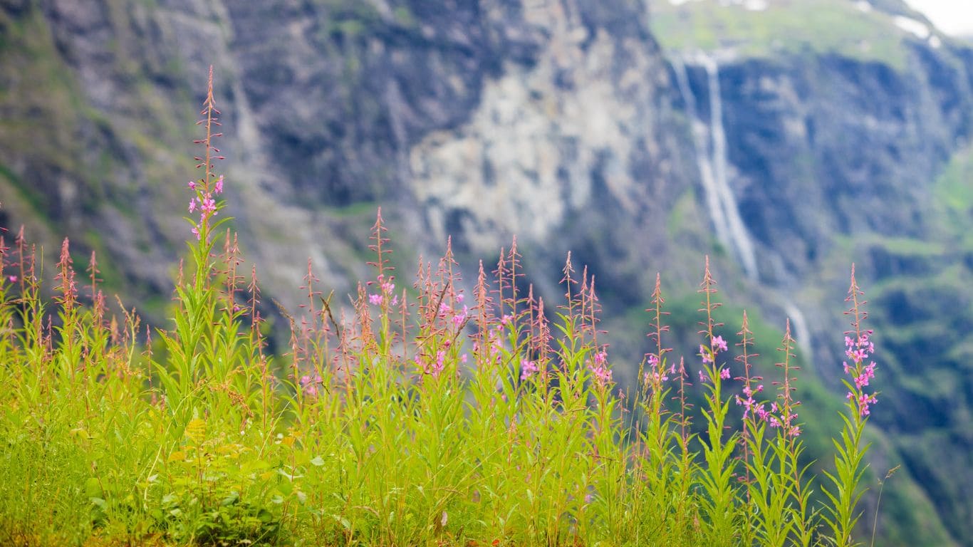 Flores montañas noruega en primavera