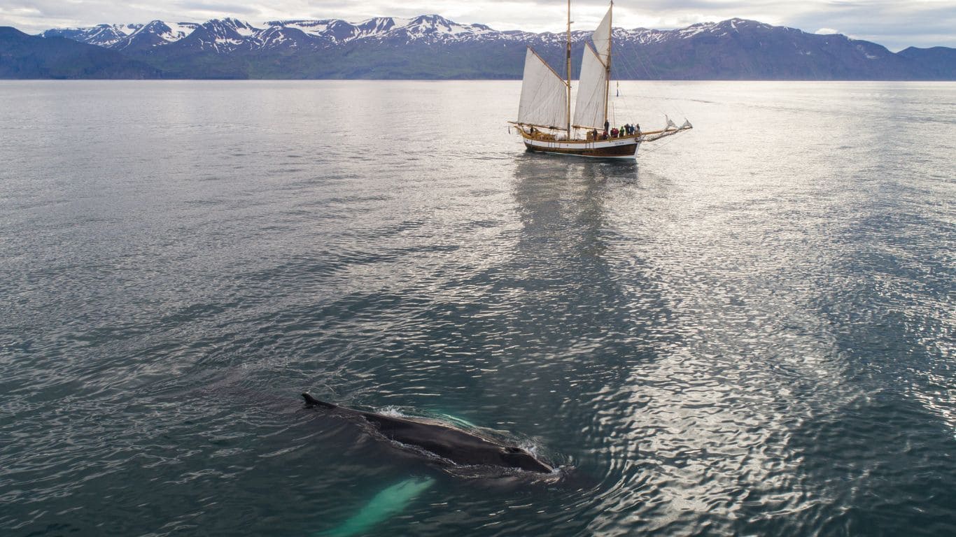 avistamiento ballenas jorobadas