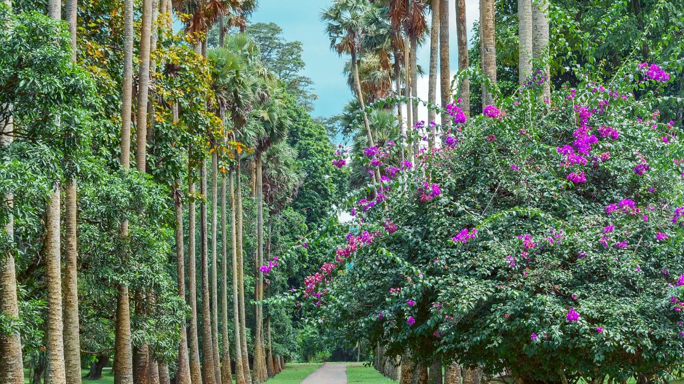 Jardín botánico de especias Kandy