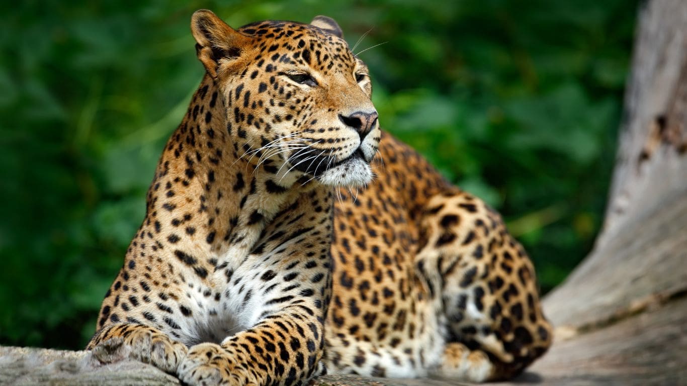 Leopardo en parque nacional Yala