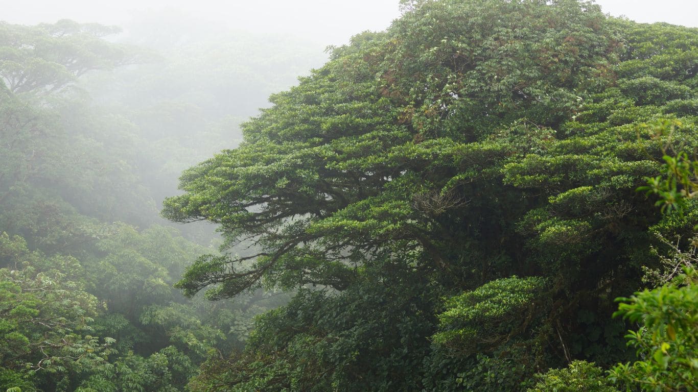 Monteverde niebla