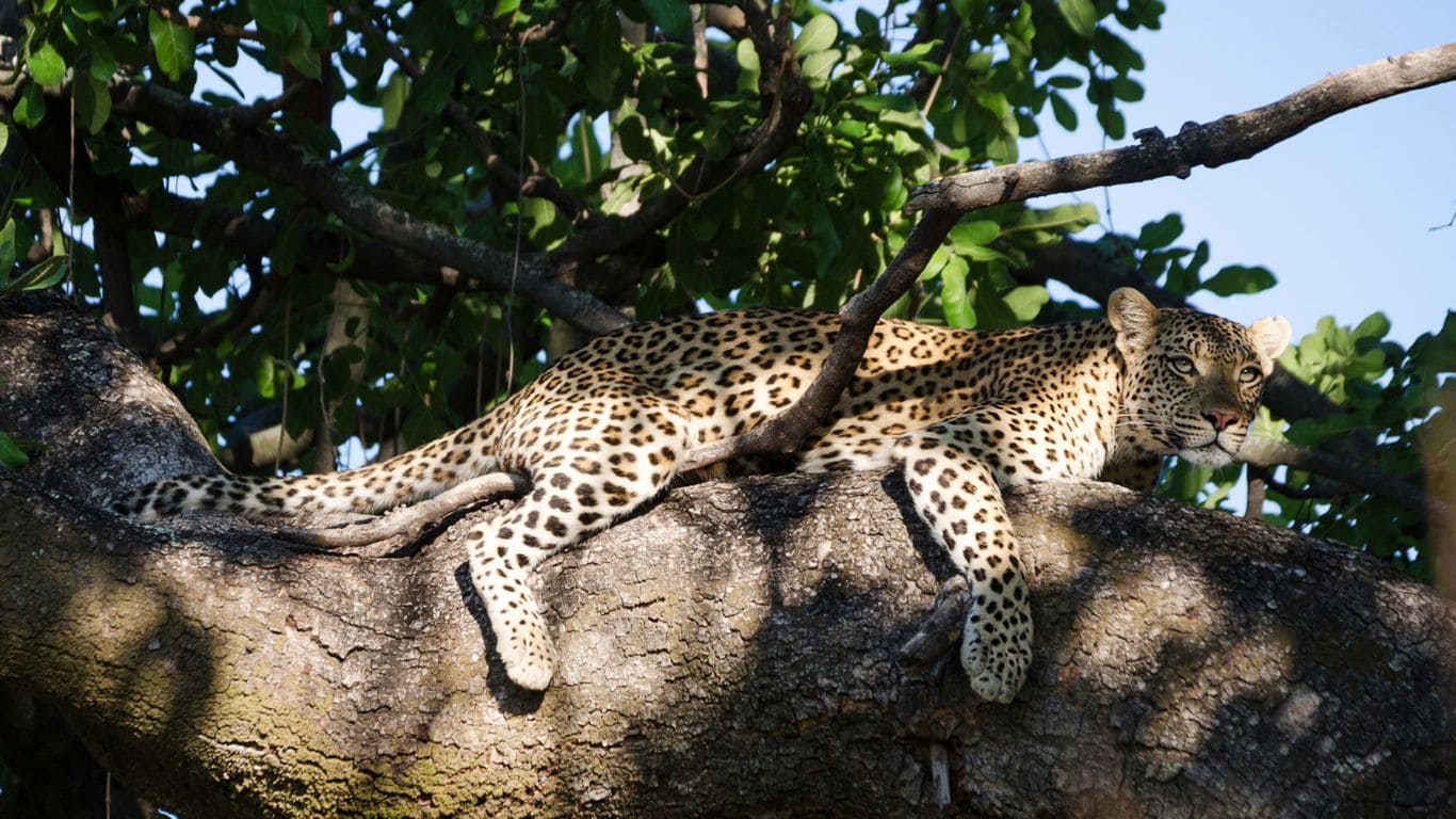 Leopardos en la reserva de Moremi