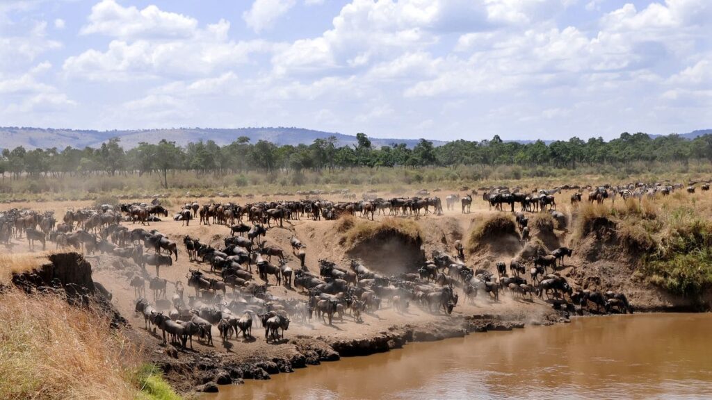 animales cruzando el río en la gran migración