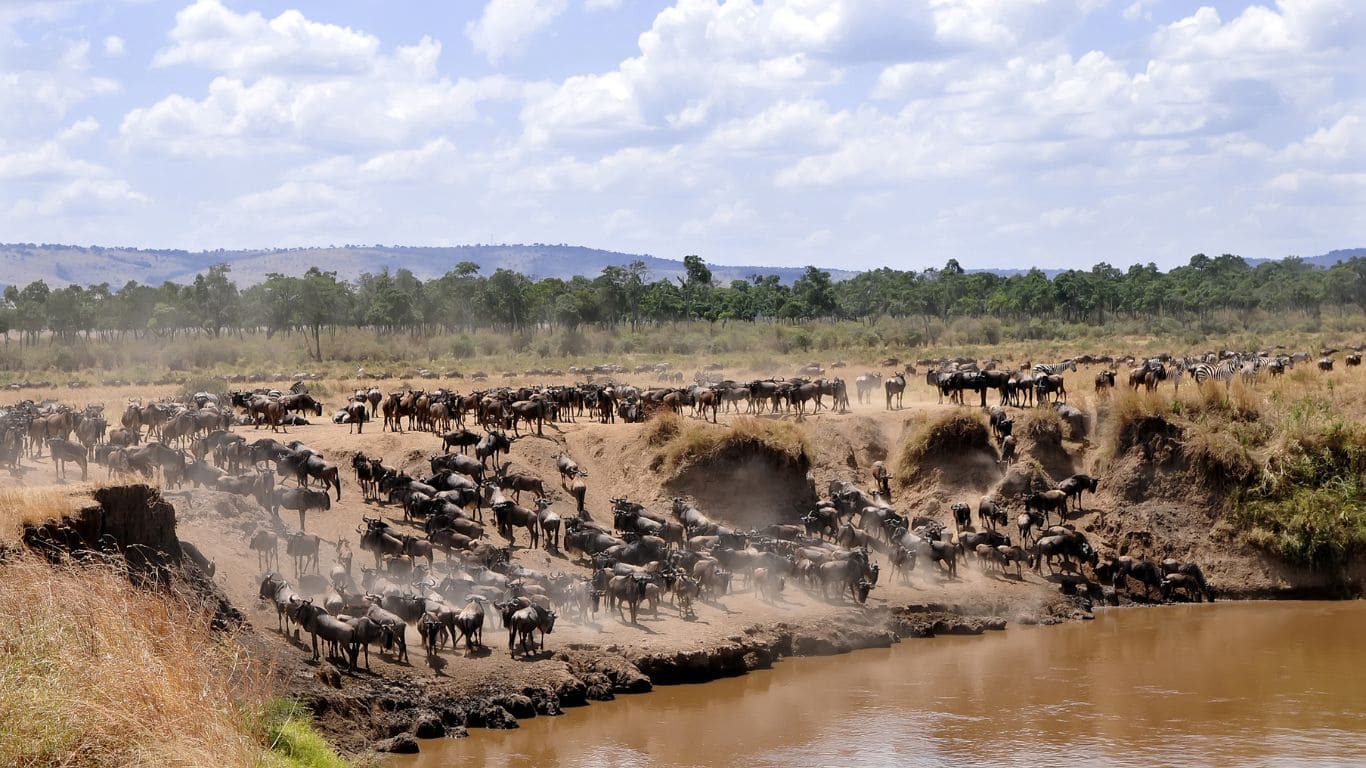 animales cruzando el río en la gran migración