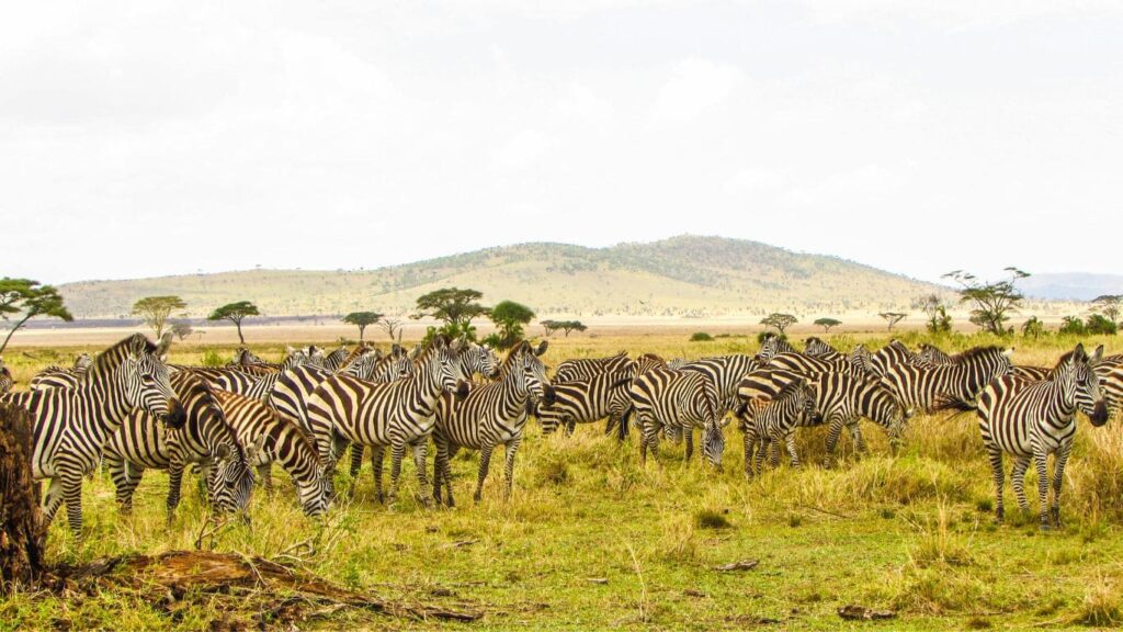 Parque nacional del Serengeti
