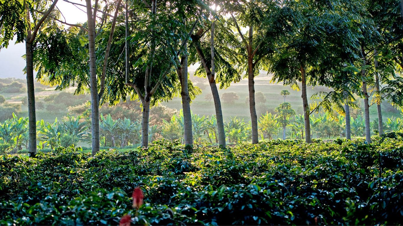 paisajes cafetales en arusha