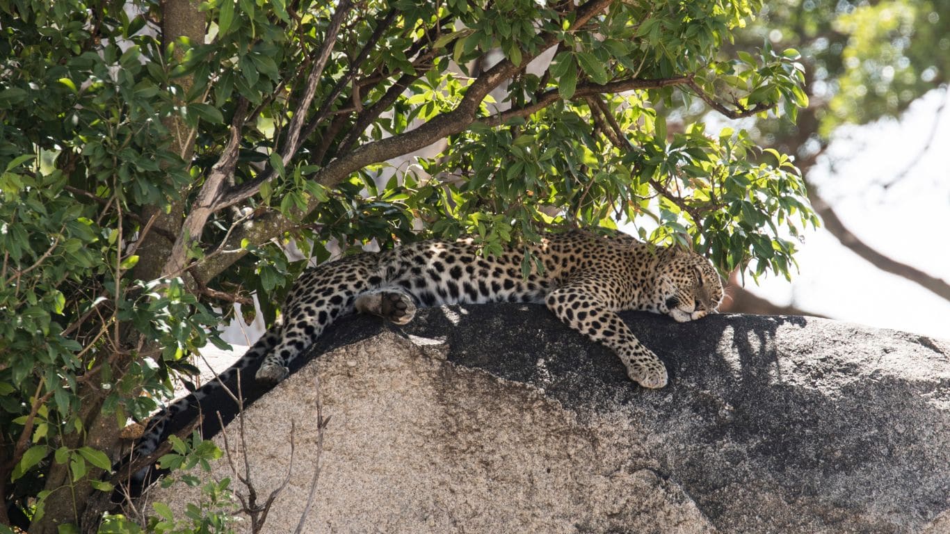leopardo descansando en kopje en seronera