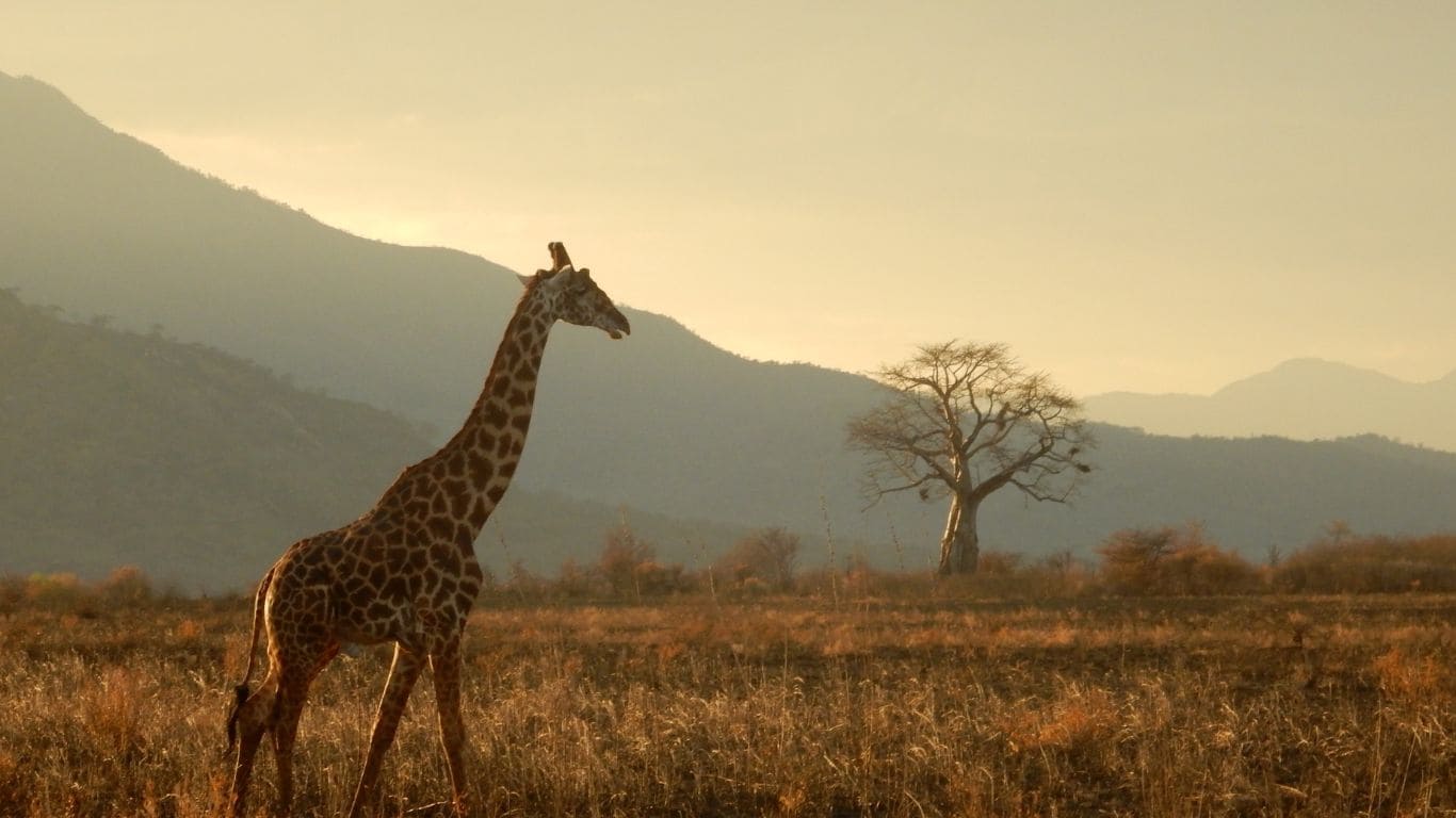 jirafa en tanzania en la temporada seca